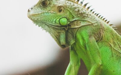 Green Iguana Rehoming Package