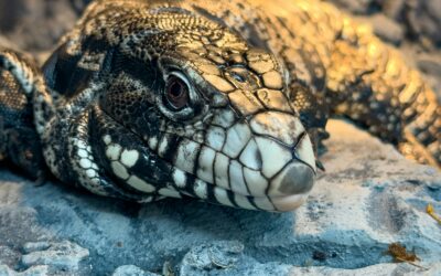 Black and White Tegu Rehoming Package