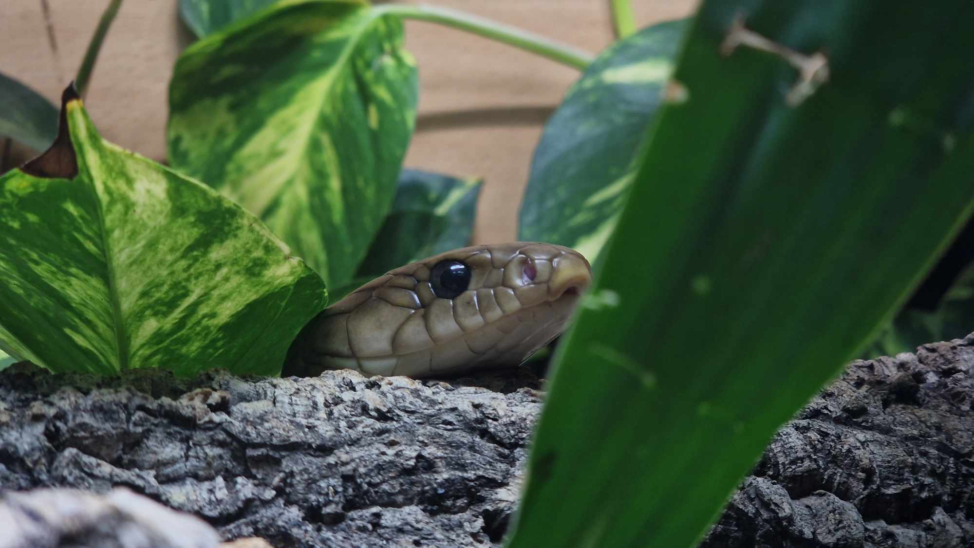 Frank, Yellow Tailed Cribo