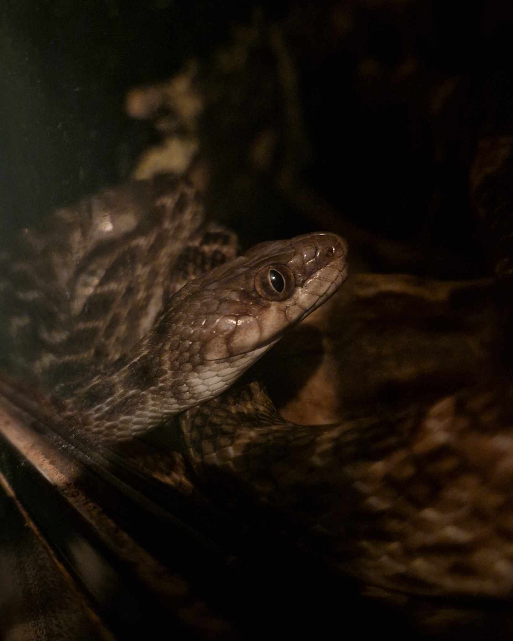 Okolae, Cat Eye Snake