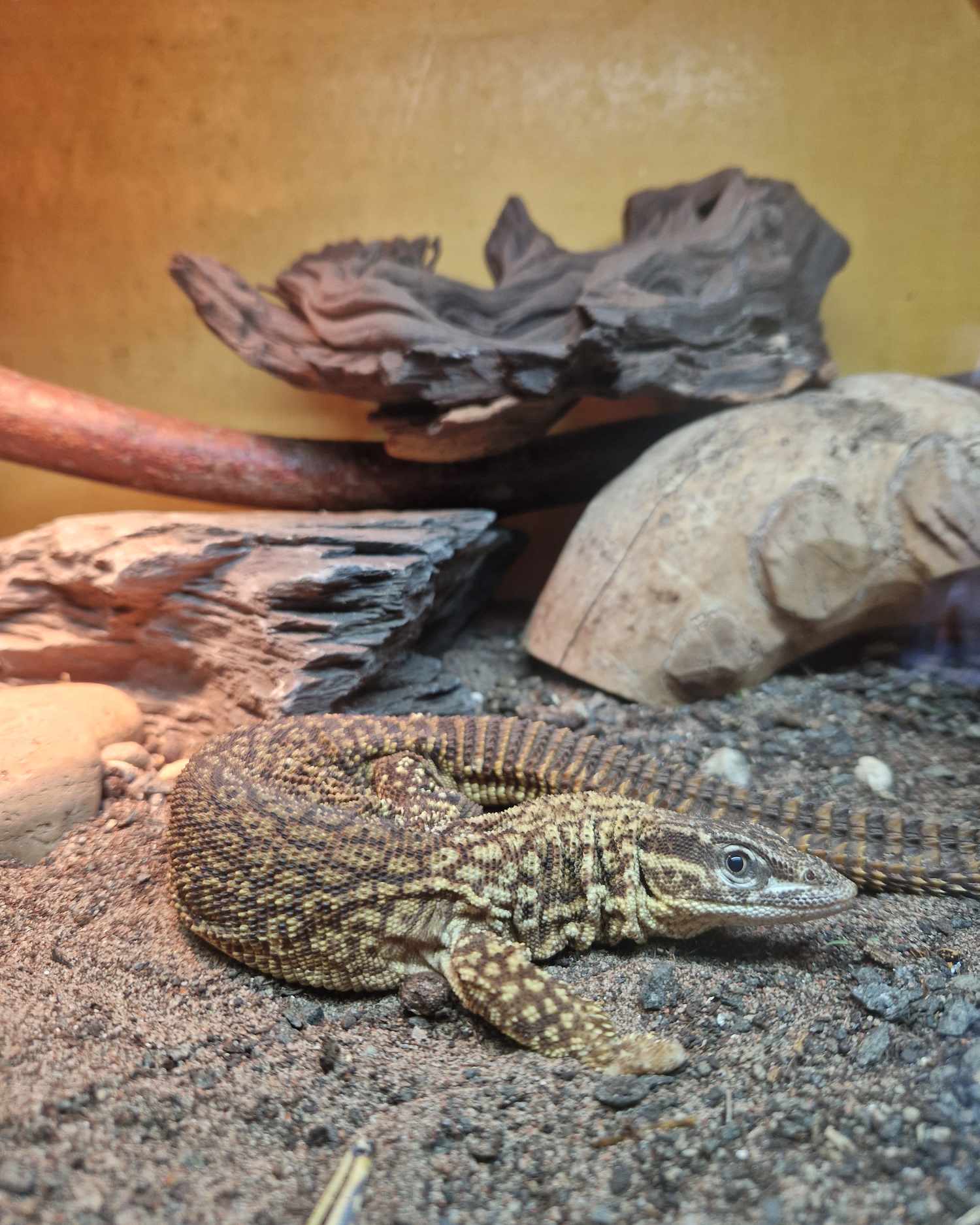 Bucky, Ackie Monitor