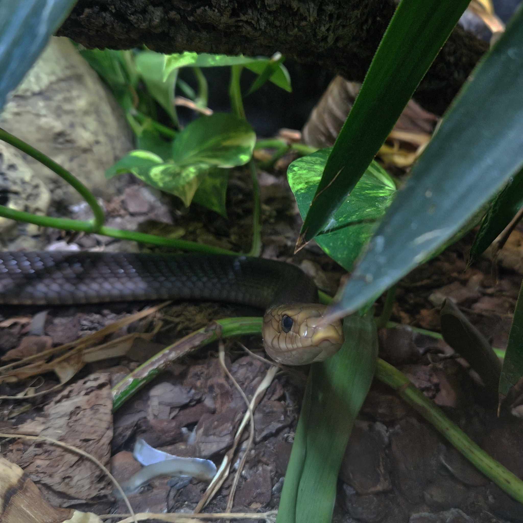 Frank, Yellow Tailed Cribo