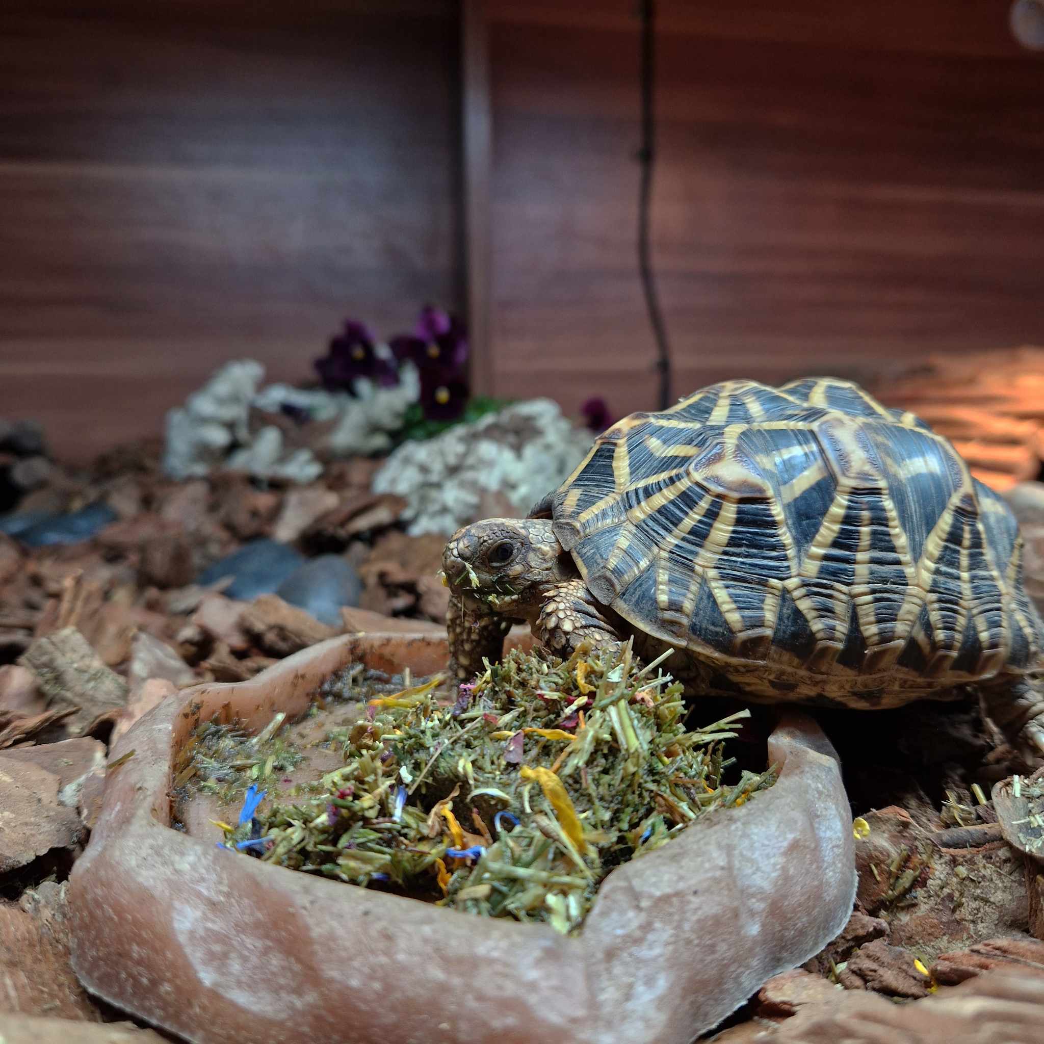 Thanos, Indian Star Tortoise