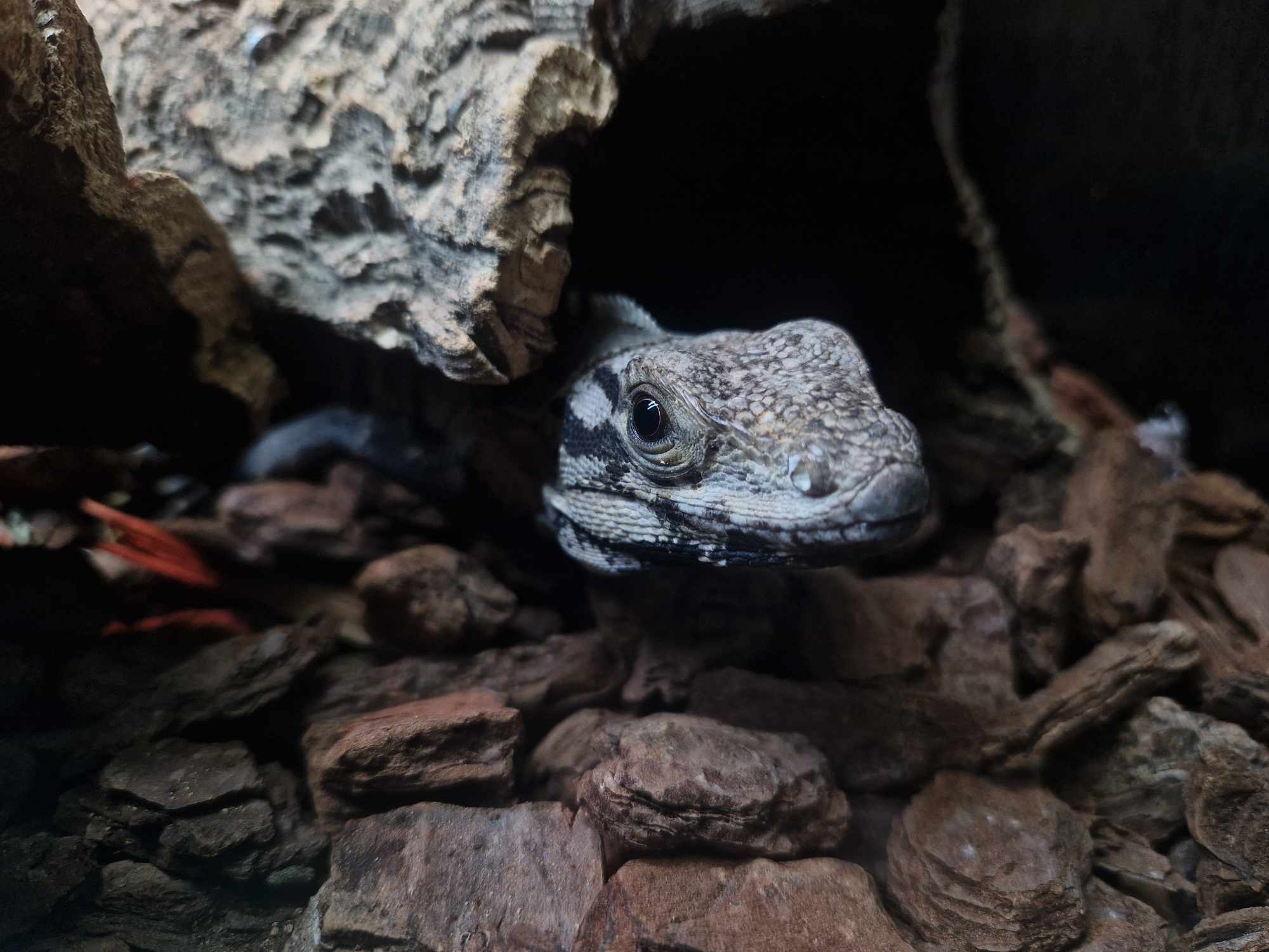 Mushu, Mexican Spiny Tailed Iguana