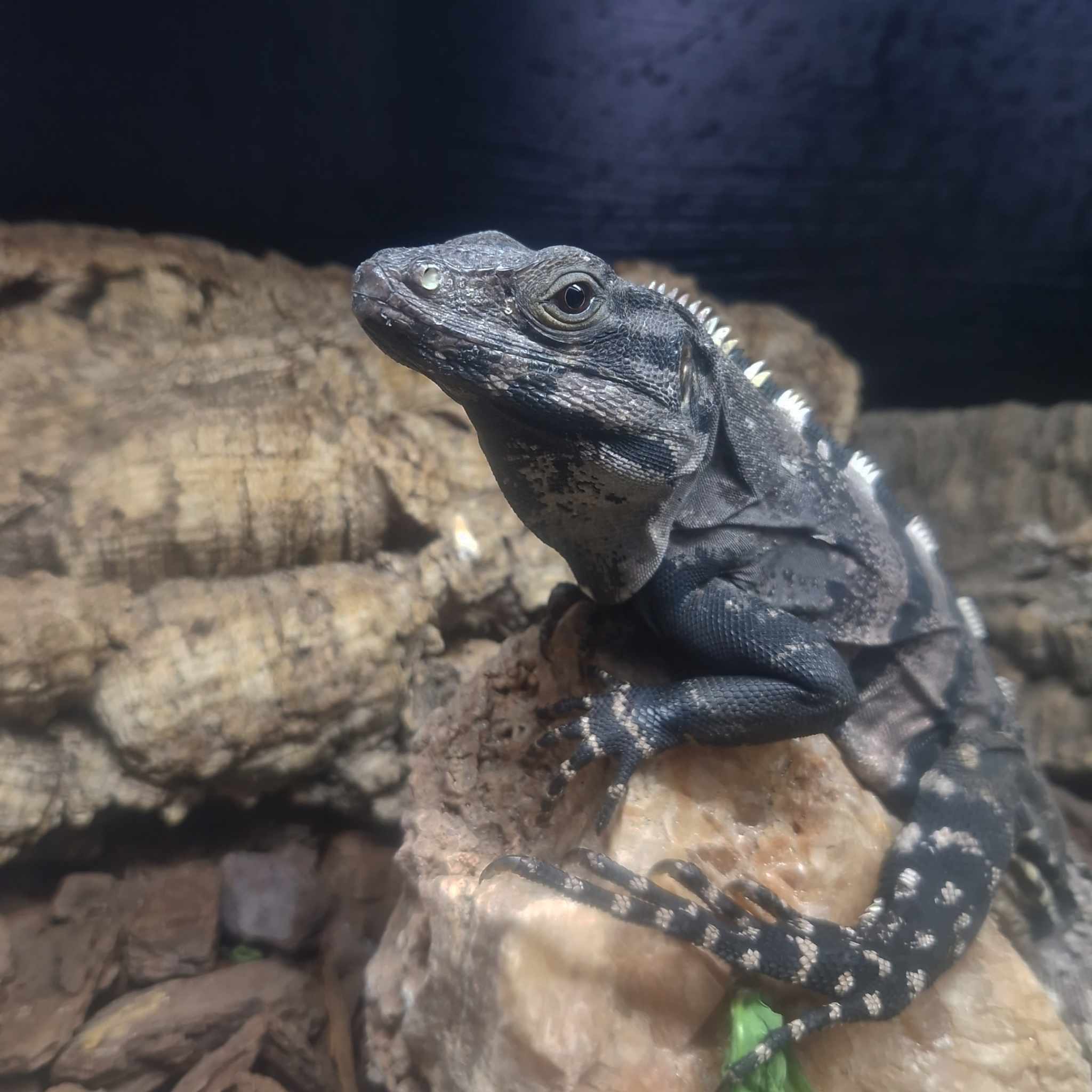 Mushu, Mexican Spiny Tailed Iguana