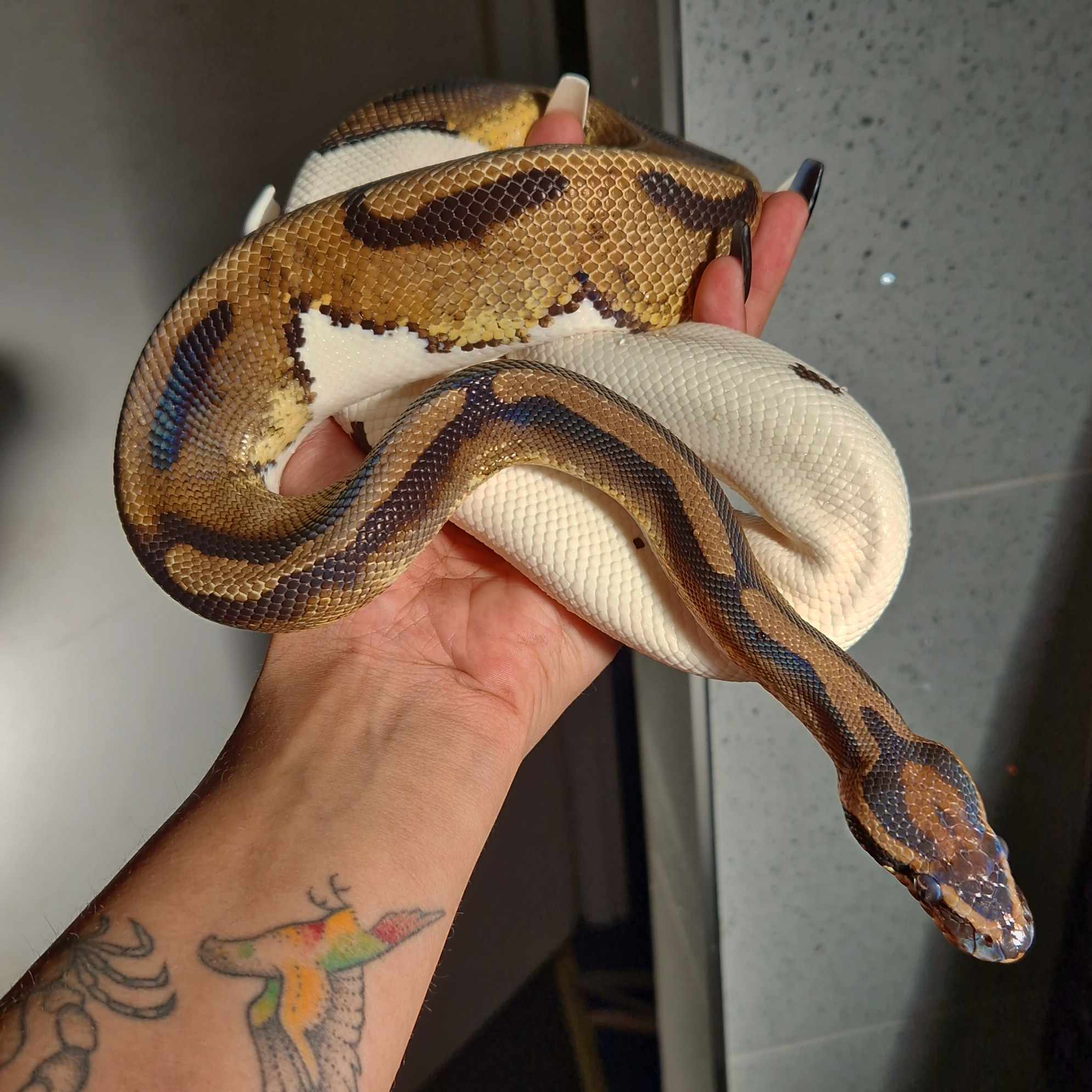 Pumpkin, Royal Python