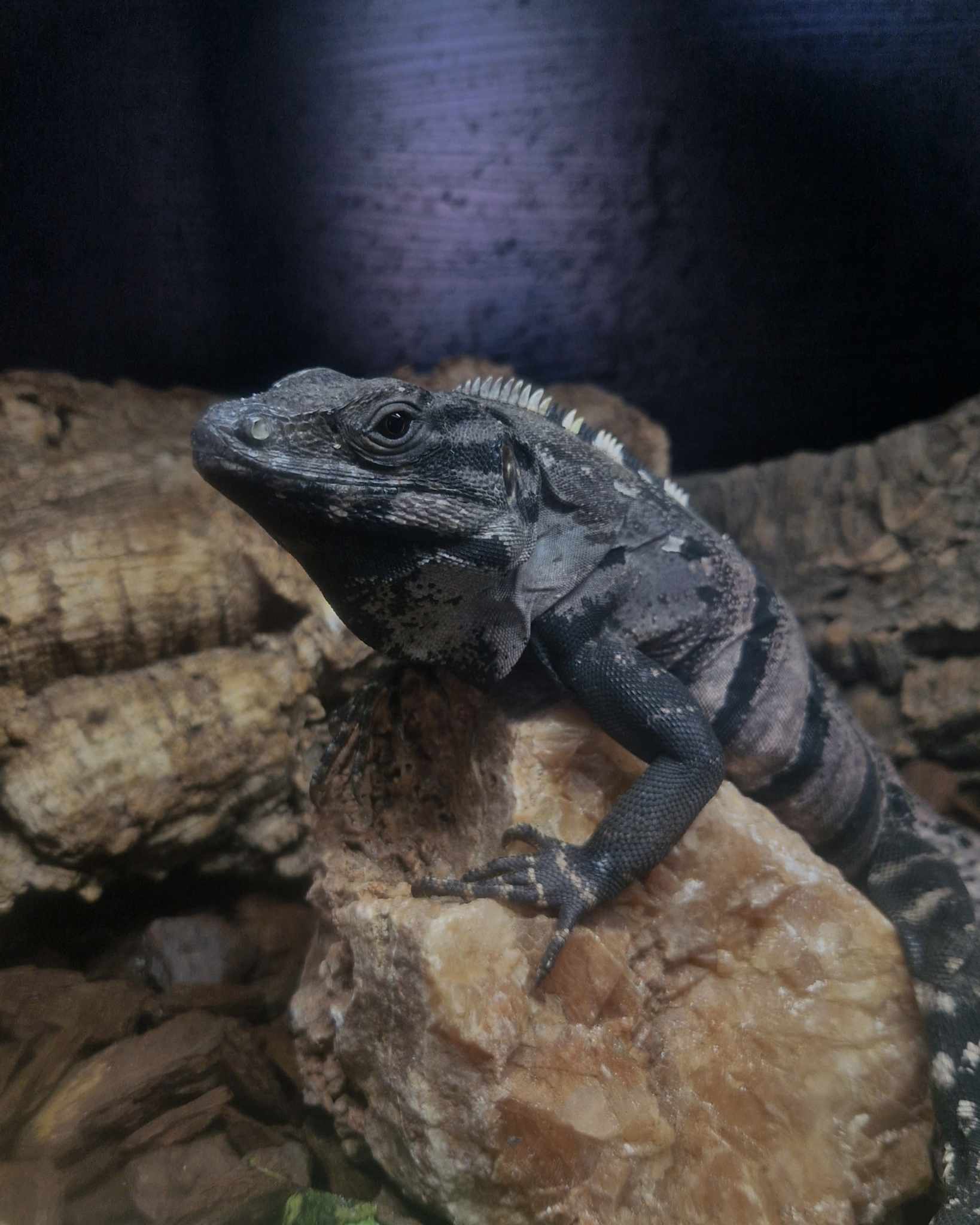 Mushu, Mexcan Spiny Tailed Iguana