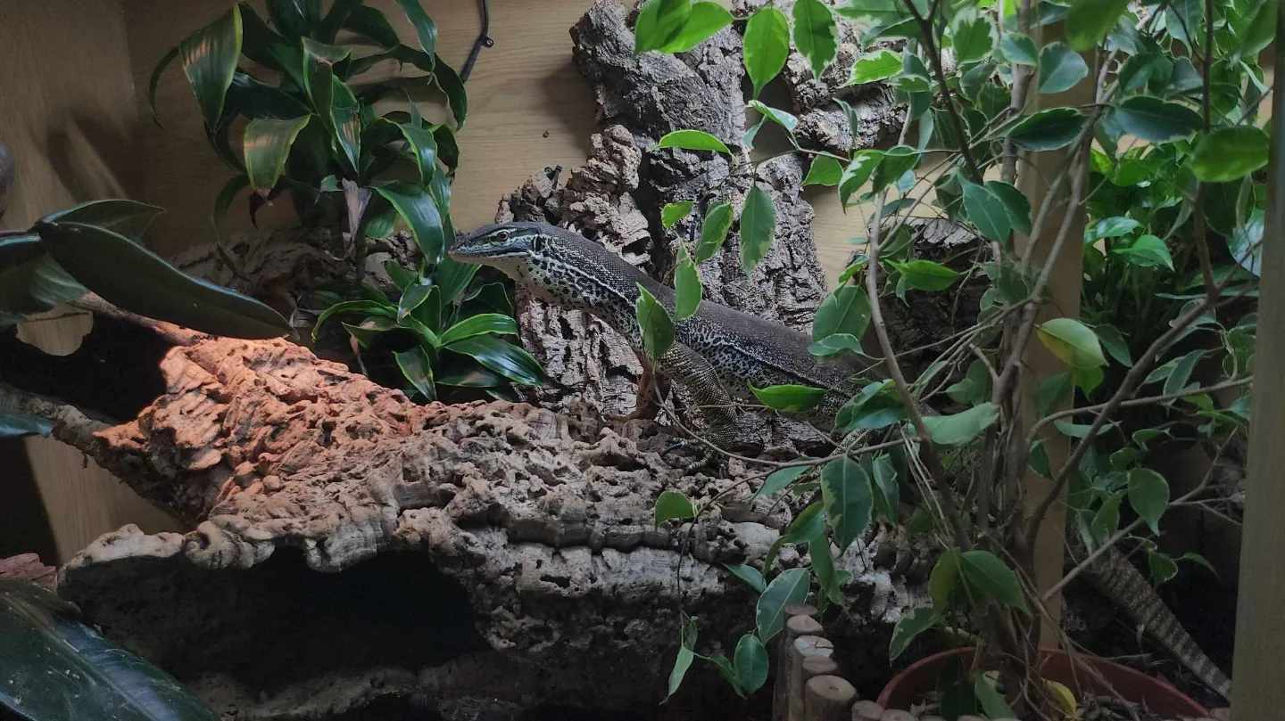 Jugo, Argus Monitor