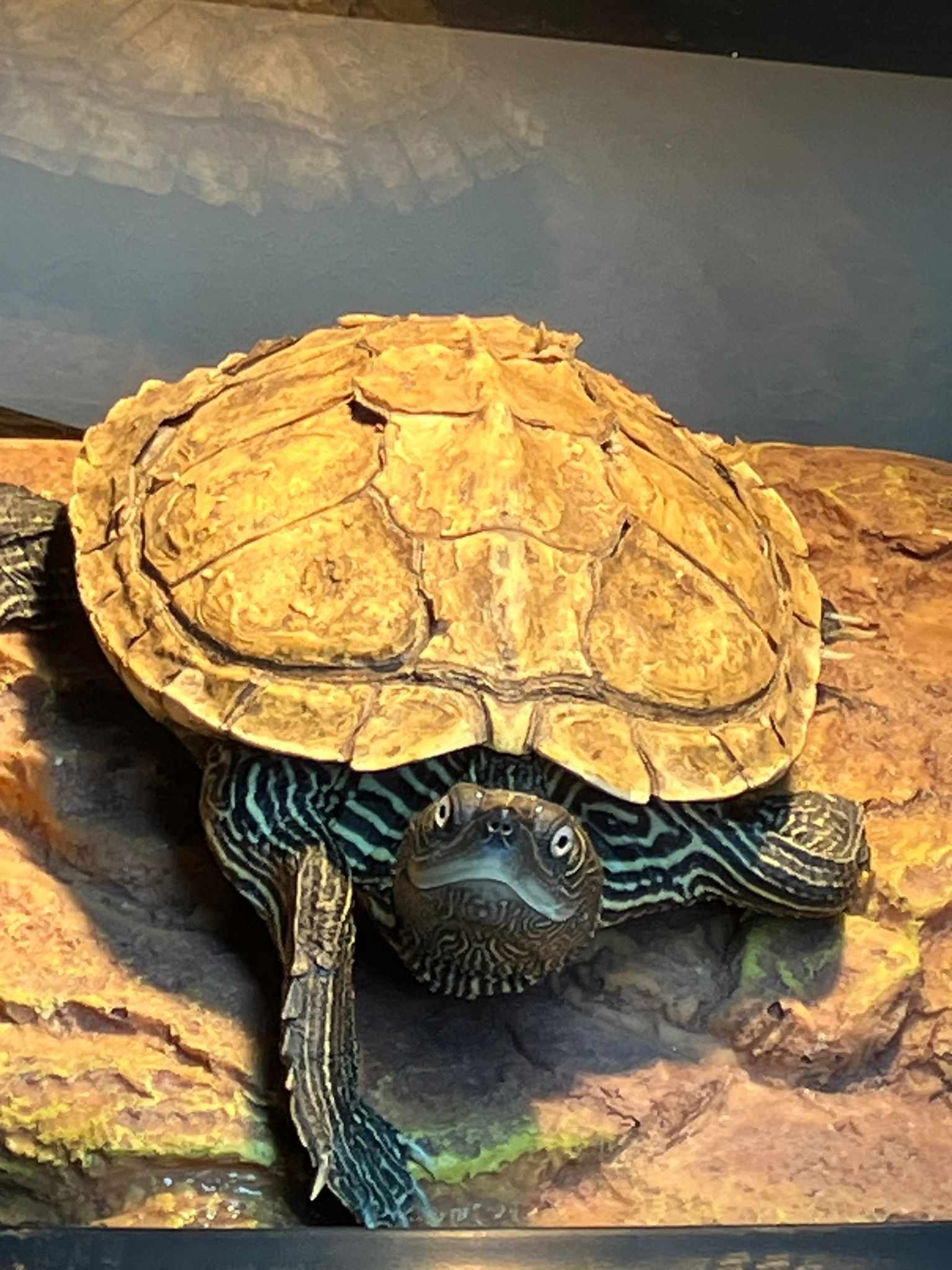 Mr Map, Map Turtle