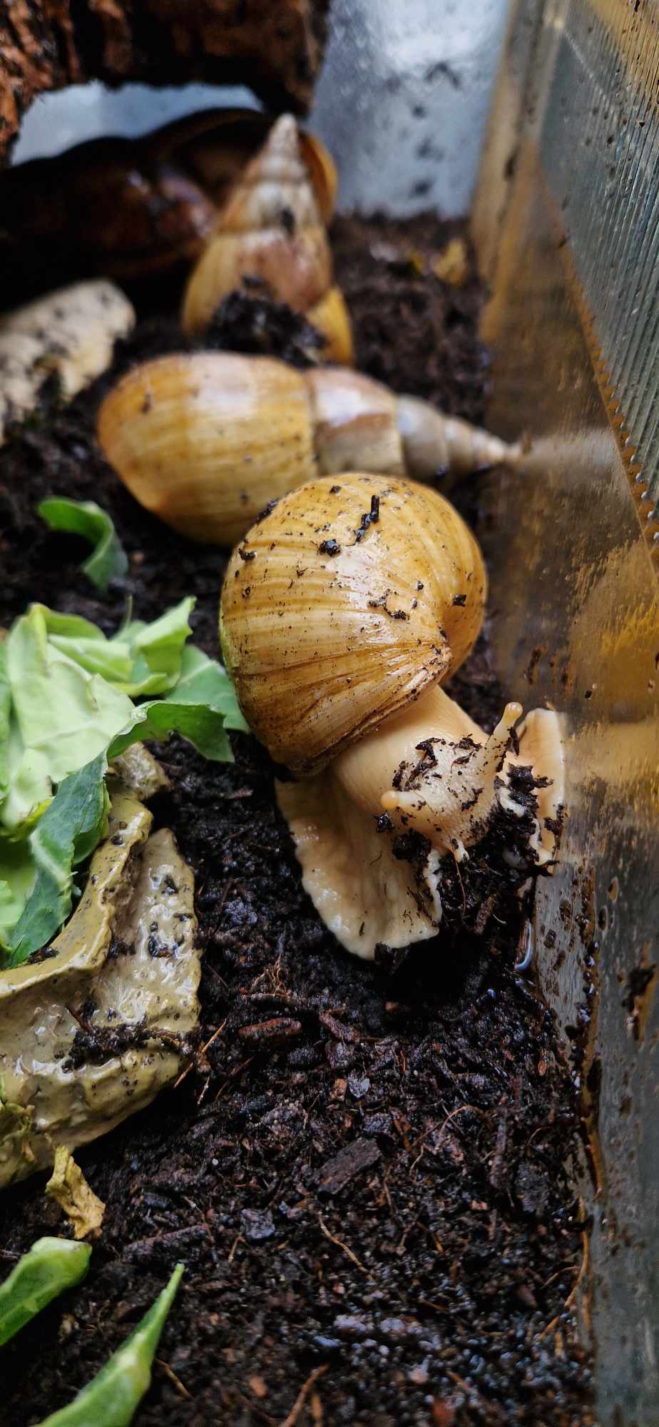 African Land Snail