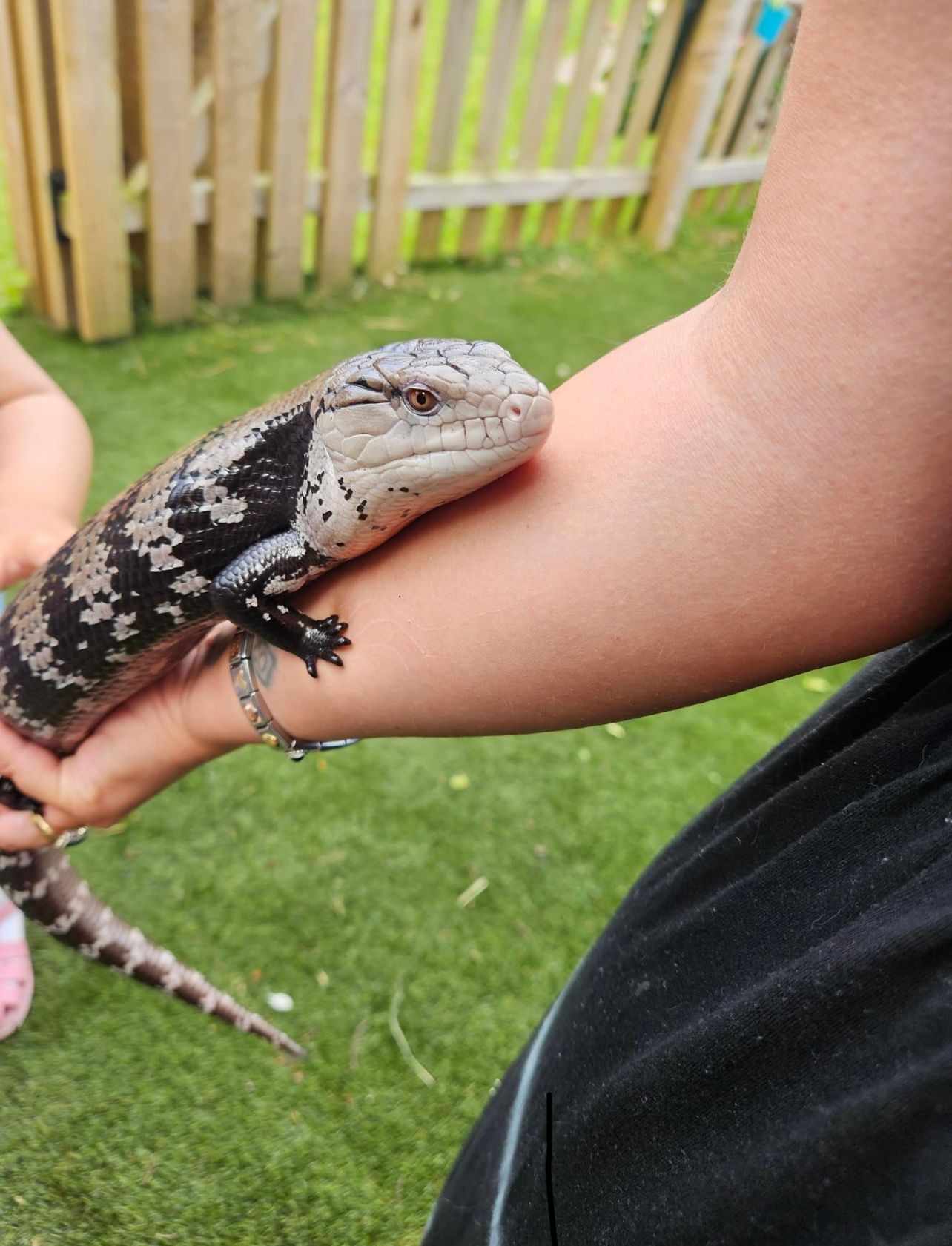 Bubbles, Blue Tongue Skink