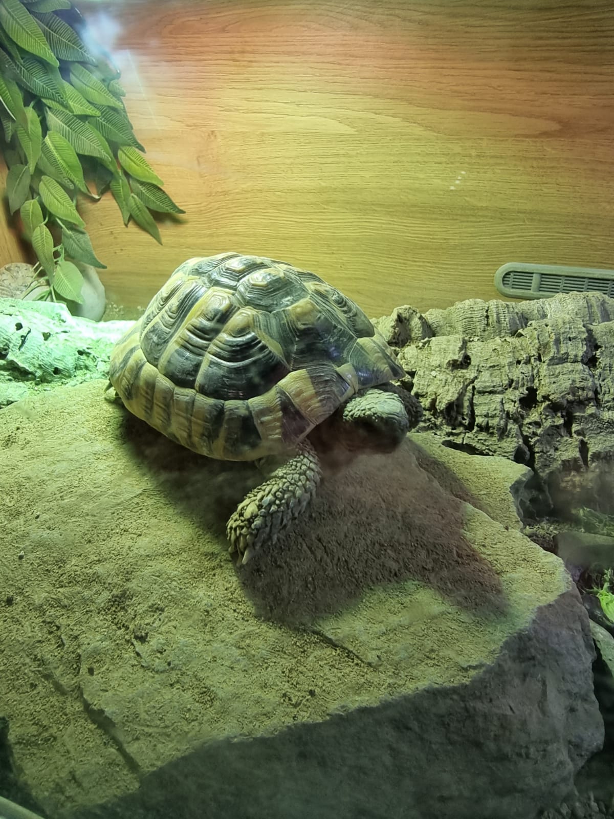 Shelly, Hermann's Tortoise