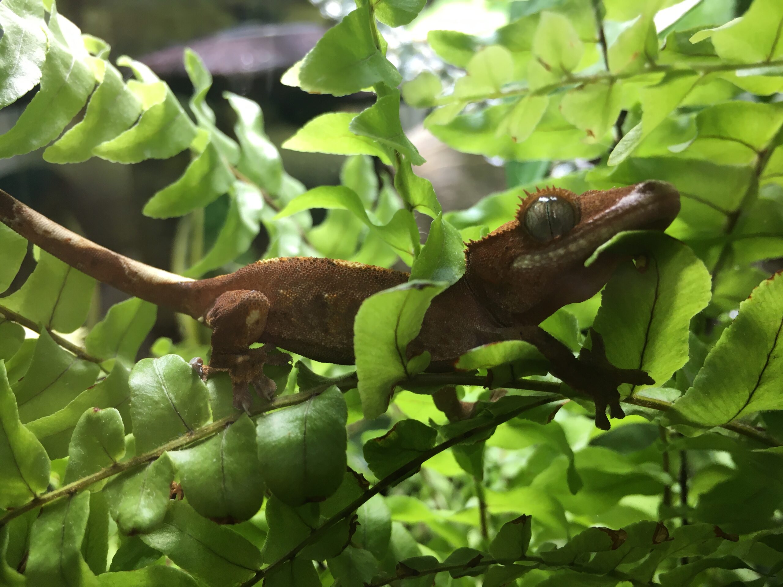 Crested Gecko