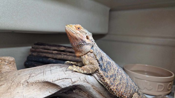 Mama June, Bearded Dragon