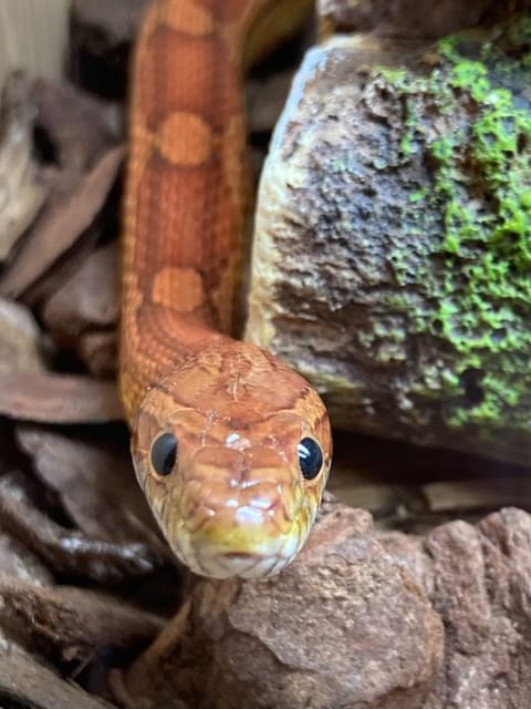 Rocky, Cornsnake