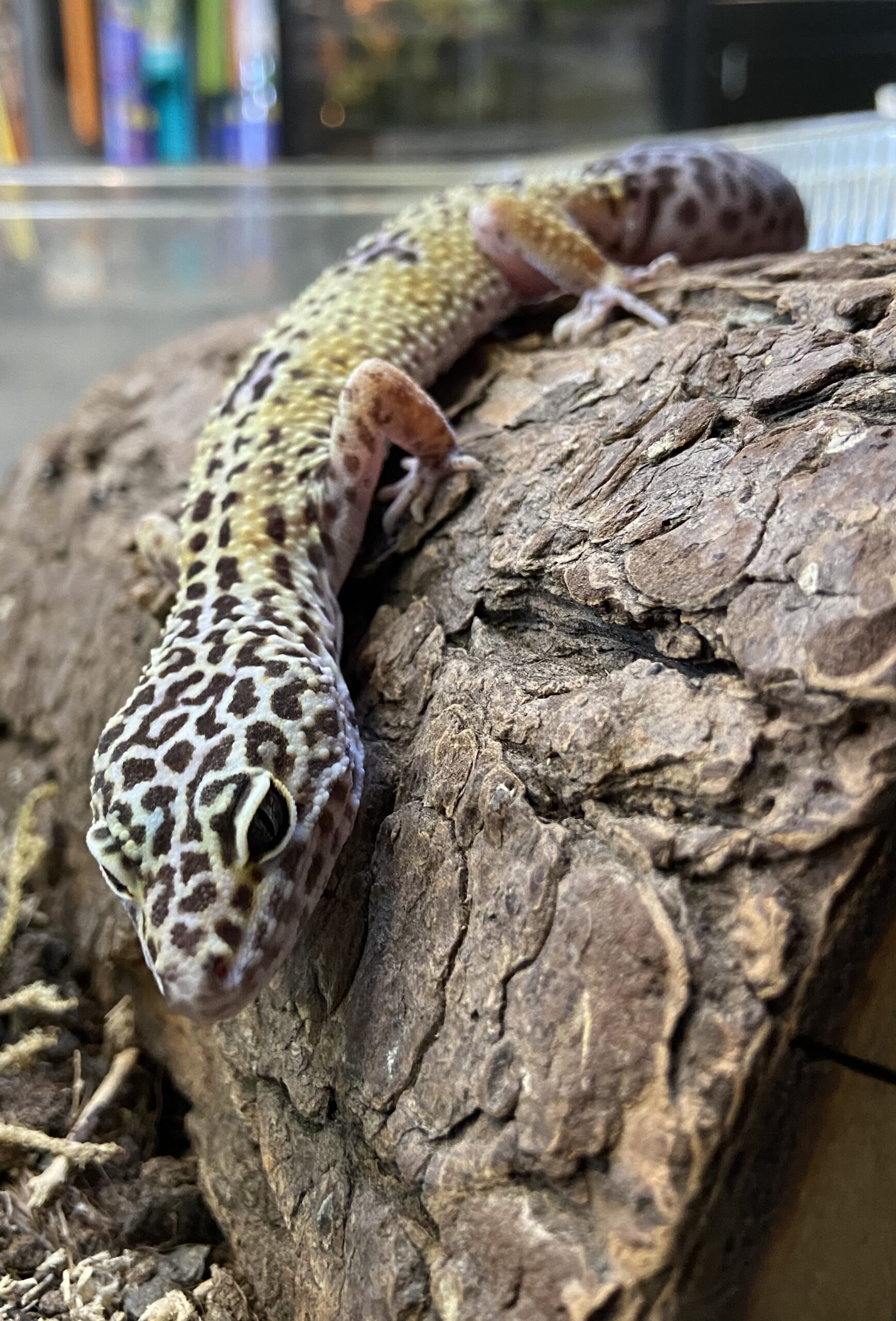 Tilly, Leopard Gecko