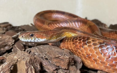 Corn Snake Rehoming Package