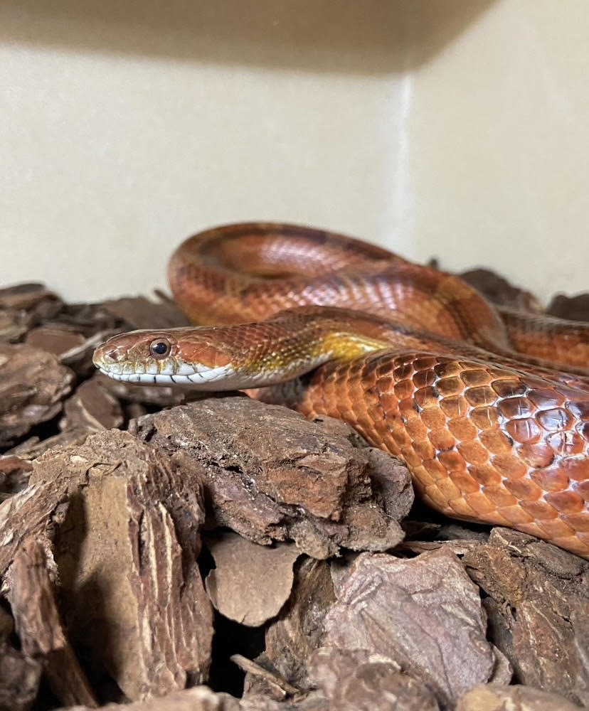 Vlad, Cornsnake