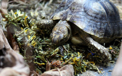 Tortoise Rehoming Package