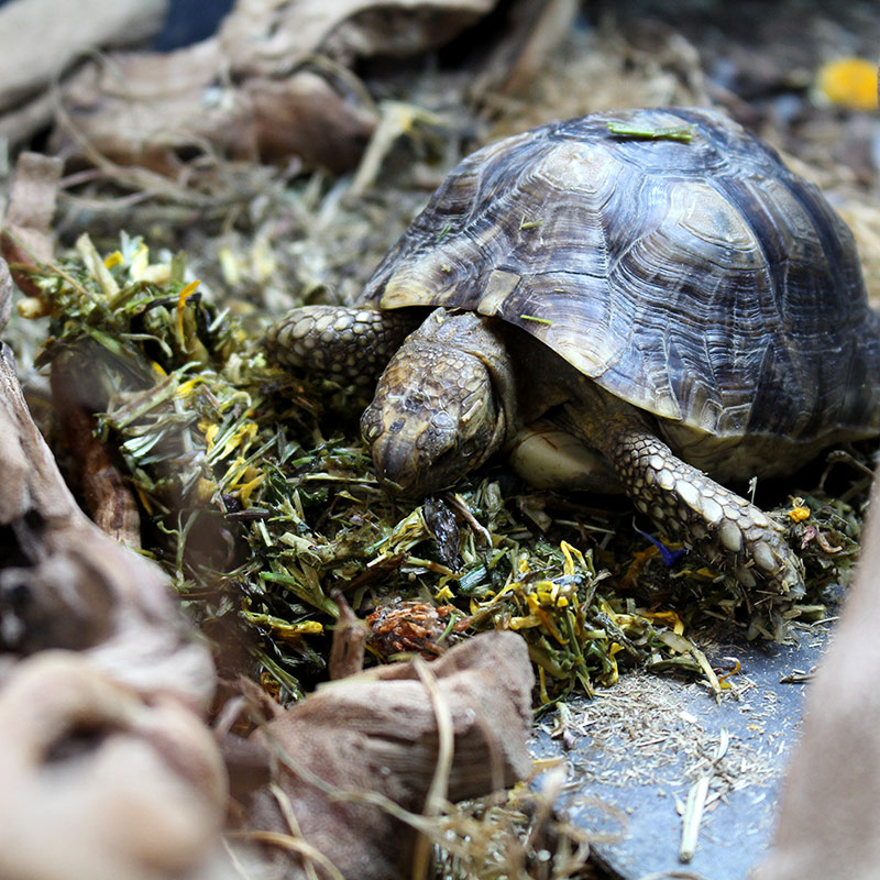 Little foot, Golden Greek Tortoise