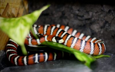 King/Milk Snake Rehoming Package