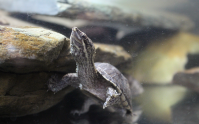 Musk Turtle Rehoming Package