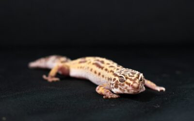 Leopard Gecko Rehoming Package