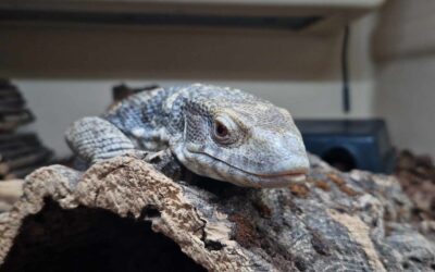 Bosc Monitor Rehoming Package