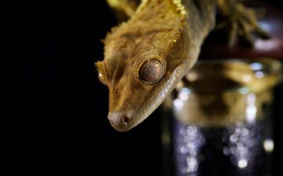 Moorish Gecko Rehoming Package