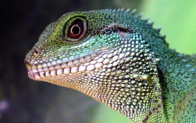 Chinese Water Dragon Rehoming Package