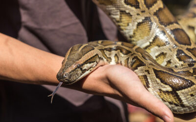 Burmese Python Rehoming Package