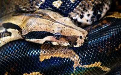 Boa Constrictor Rehoming Package