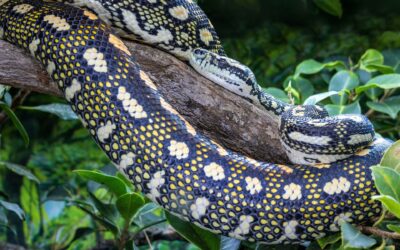 Carpet Python Rehoming Package