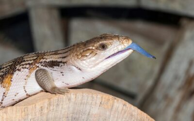 Blue Tongue Skink Rehoming Package