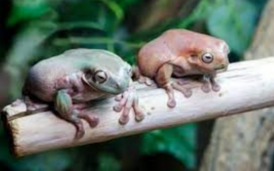 White’s Tree Frogs Rehoming Package