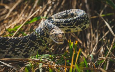 Bull Snake Rehoming Package