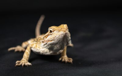 Bearded Dragon Rehoming Package