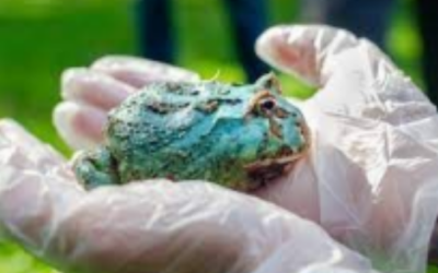 Pacman Frog Rehoming Package