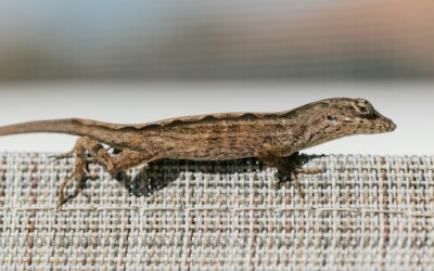 Stowaway Gecko Rehoming Package