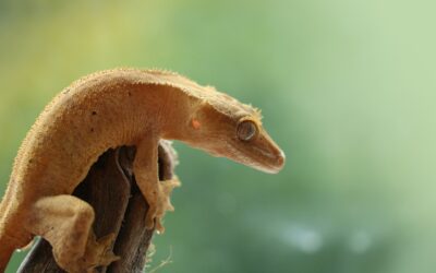 Crested Gecko Rehoming Package