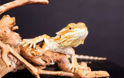 Rankins Dragon Rehoming Package