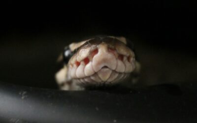 Royal Python Rehoming Package