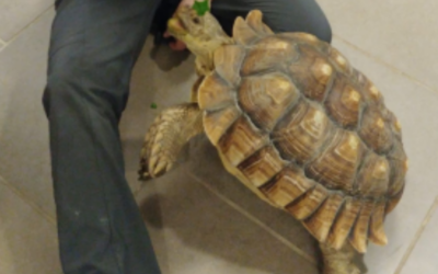 Sulcata Tortoise Rehoming Package